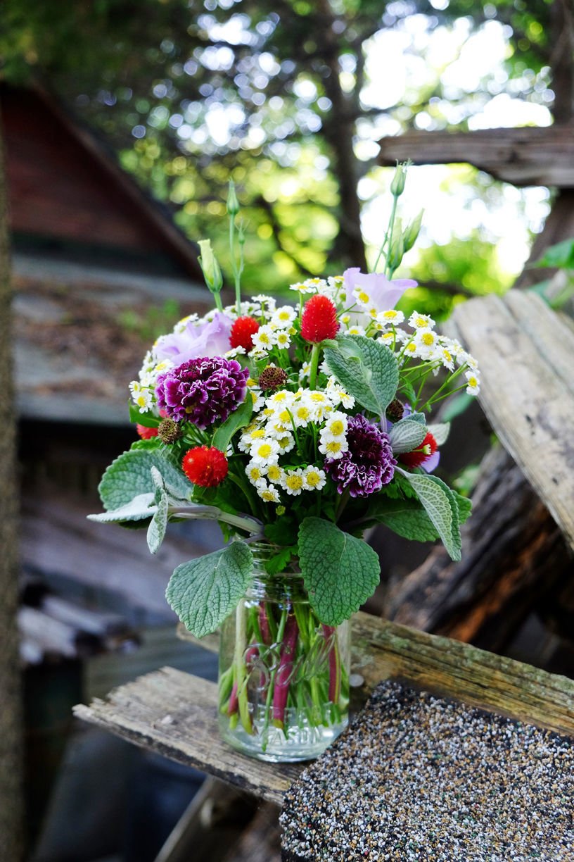 Scabiosa + feverfew